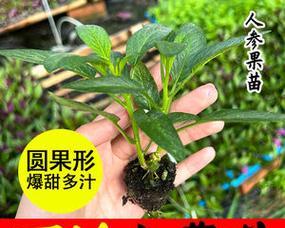 如何种植人参种子（从选种到收获）