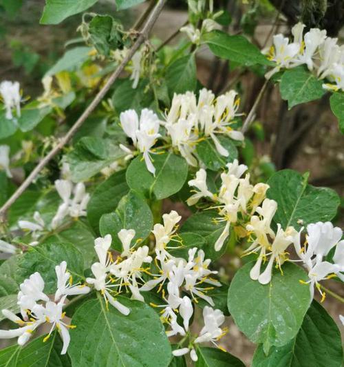 忍冬的花瓣数及特点——探究忍冬花的奥秘