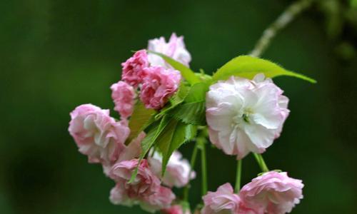 日本晚樱开花季节：赏花之旅