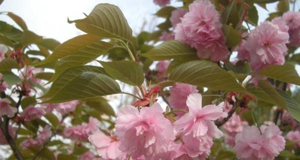 日本晚樱开花季节：赏花之旅