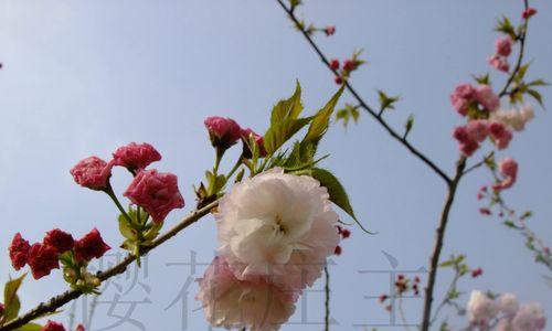 日本晚樱是裸子植物吗（探寻日本晚樱的真正面貌与分类）