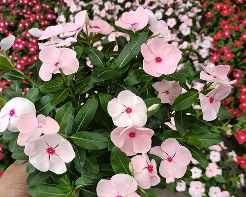 日日春花期，阳春三月芳菲尽（春色浓郁）