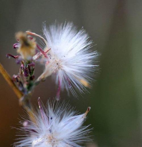 绒花的花语与寓意（鲜花中的温柔之美）