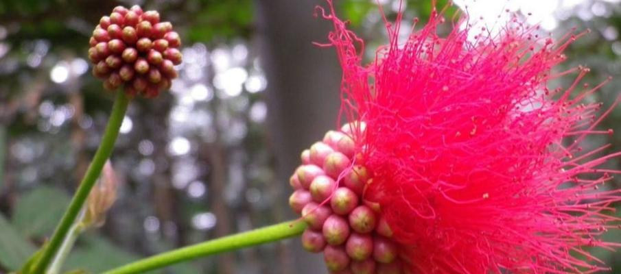 绒花的花语与寓意（鲜花中的温柔之美）