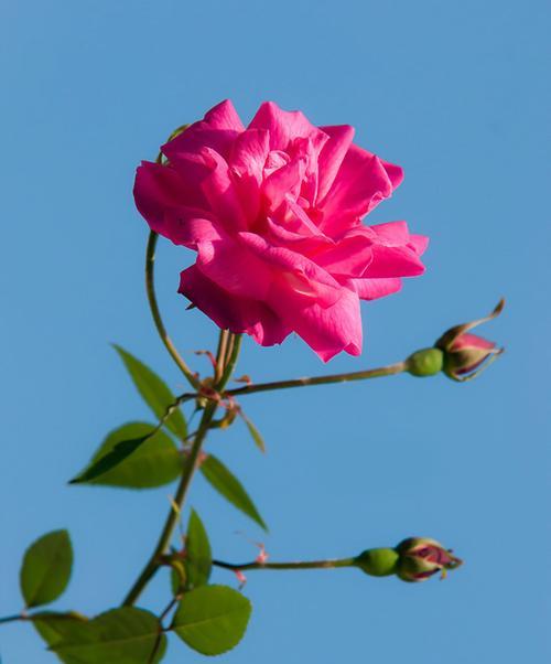 友谊之花（以友谊之花为主题）