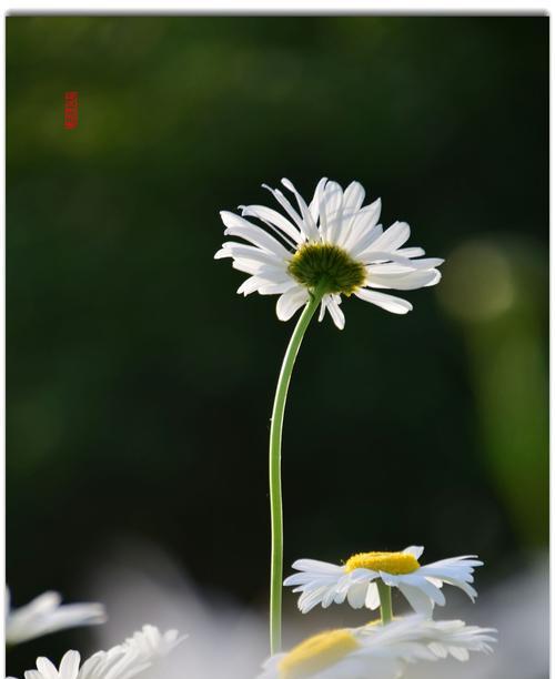 小雏菊的寓意与象征意义——天真、坚强与希望（小雏菊在不同文化中的象征和意义的解读）