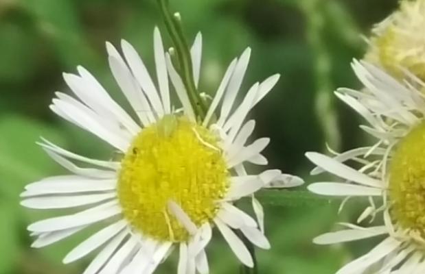 野菊花花语的深刻含义（解读野菊花的花语）