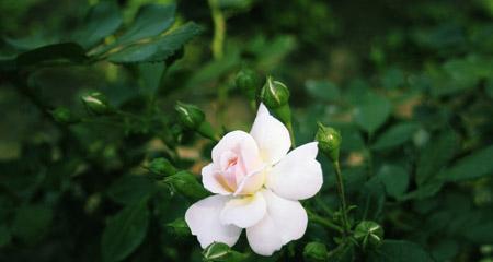 野蔷薇花语与代表意义（探寻野蔷薇花语的深层寓意）