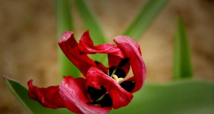 野生郁金香花语贞操（用野生郁金香花语诠释贞操美德的力量）