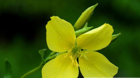 以夜来香的花语（爱情如夜来香般馥郁芬芳）