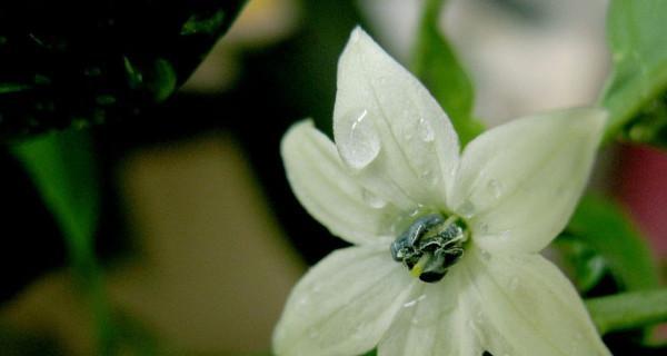 夜来香的花语及传说（传说中的夜来香花与它的花语）