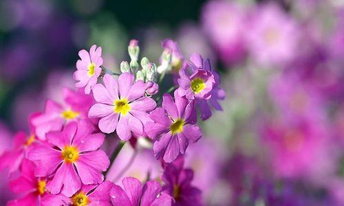 樱花草花语（樱花草的五彩斑斓）