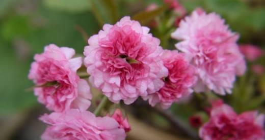 樱花的花语与意义（解读樱花的浪漫情怀）