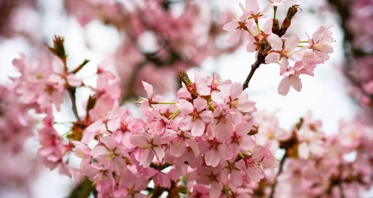 樱花的花语与意义（解读樱花的浪漫情怀）