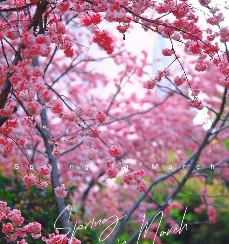 樱花的花语及寓意（探索樱花的花语）