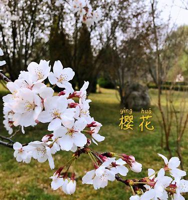 樱花的花语及寓意（探索樱花的花语）