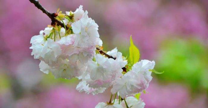 樱花的花语与美丽传说（樱花的花语及其传统文化意义）