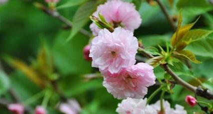 樱花的花语（樱花的花语与意义）