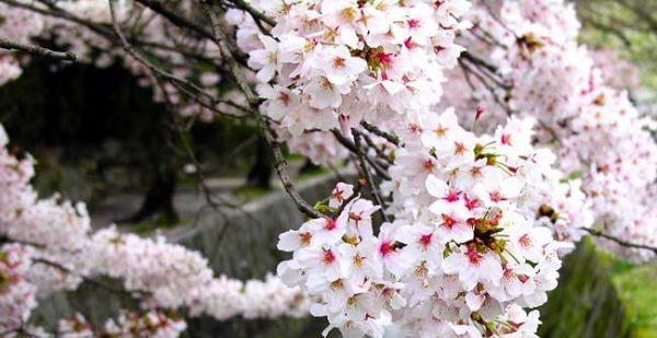 樱花的花语（樱花的花语与意义）