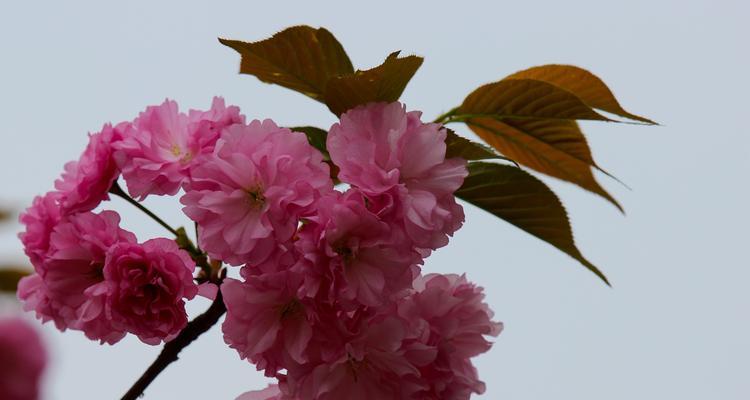 樱花的传说意义（揭秘樱花神话故事）