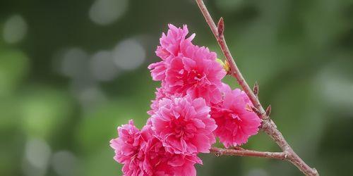 樱花之美（赏析樱花的文化内涵与象征意义）