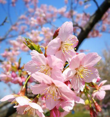 樱花之美（探索樱花的神秘符号与内涵）