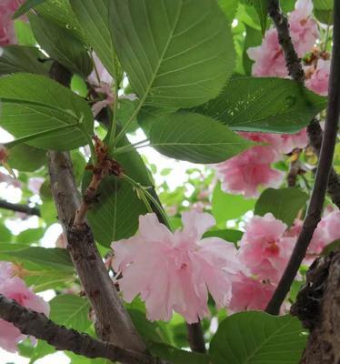 樱花之美（探索樱花的神秘符号与内涵）