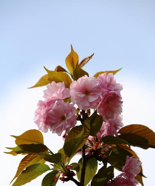 樱花之美（探寻樱花的花语与象征）