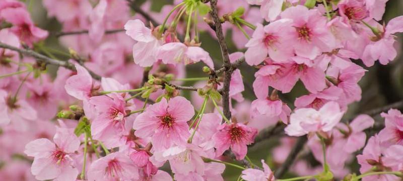 樱花花语（探寻樱花的深意与情感）