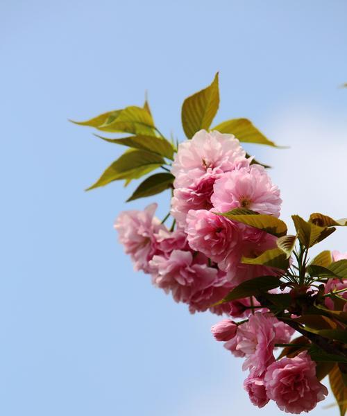 樱花的花语及其意义（探寻樱花花语的深层含义）