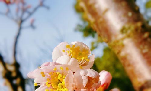 樱桃花的花语及其寓意（饱含深情的“花开花落”——樱桃花的美丽与哲理）