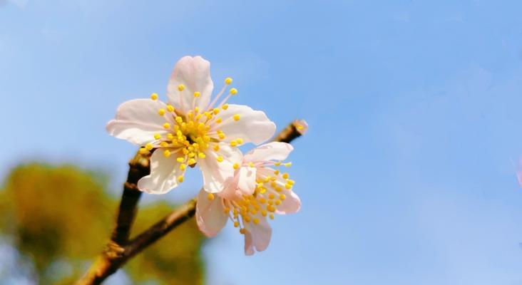 樱桃花的花语及其寓意（饱含深情的“花开花落”——樱桃花的美丽与哲理）