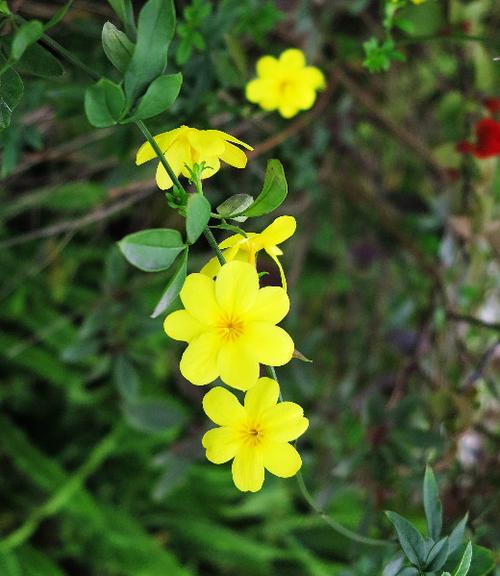 迎春花的花语——春意盎然，希望重生（用花语诉说心声）