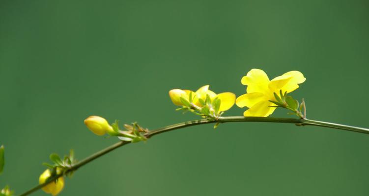 迎春花（迎春花的花语及其象征的内涵）