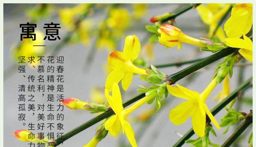 迎春花的花语与寓意（探寻迎春花的美丽与祝福）