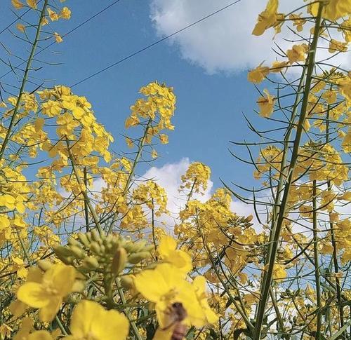 油菜花，金黄的田野之舞（生机盎然的春天）