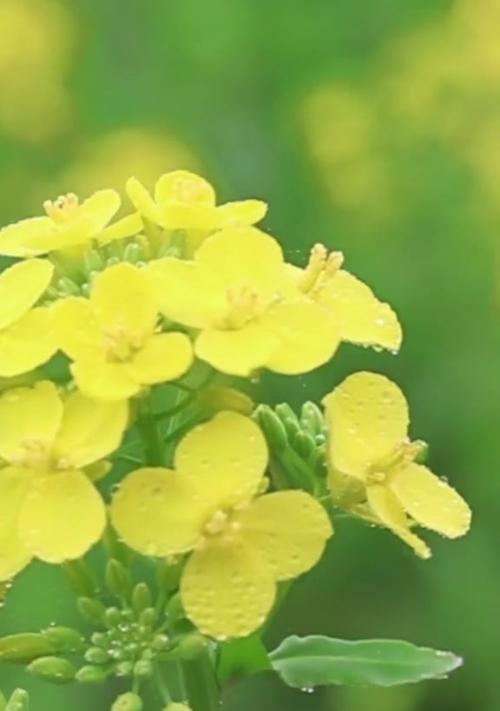 油菜花花语-秋意浓（盛开如黄金的田园）