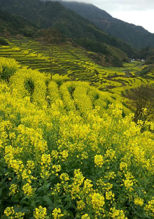 油菜花的文化背景（探寻油菜花的花语和文化意义）