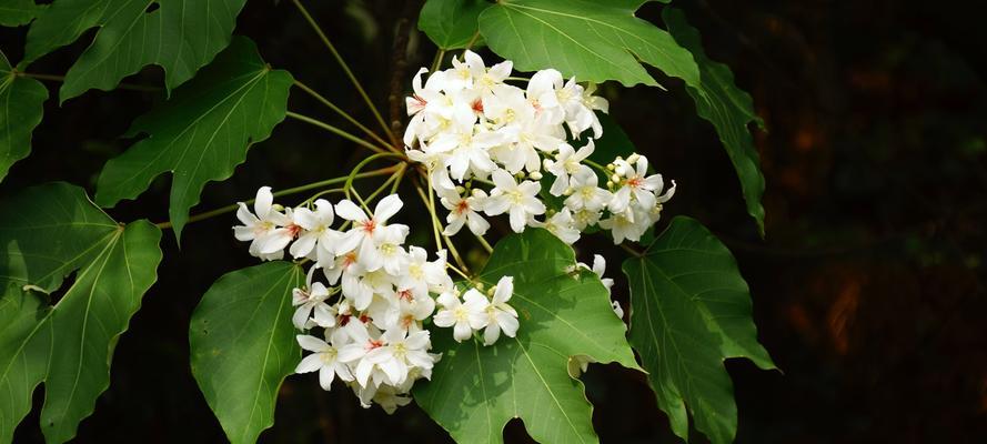 情窦初开（探寻初恋的美丽之花——油桐花）