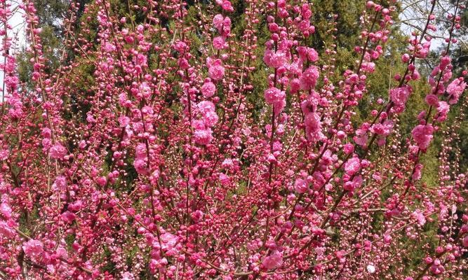 榆叶梅花的花语与寓意（美丽而坚强的榆叶梅）