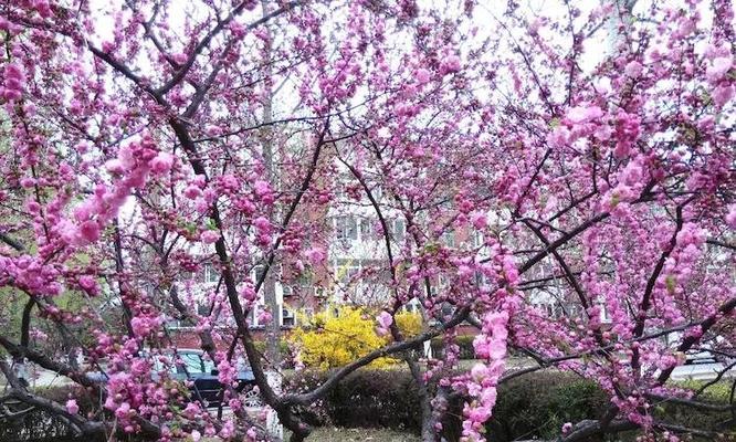 榆叶梅花的花语与寓意（美丽而坚强的榆叶梅）