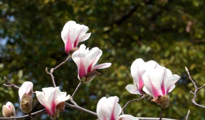 玉兰花的花语与寓意（探寻玉兰花的内涵与象征）