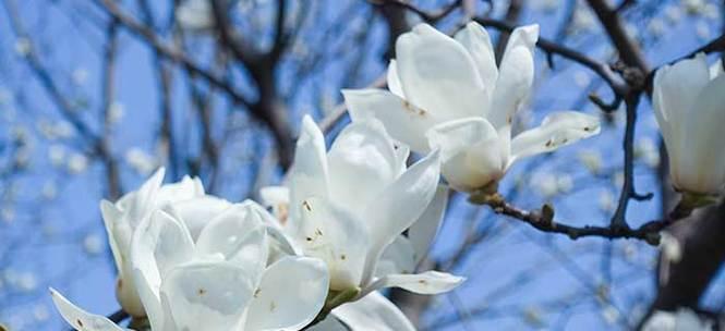 玉兰花的花语与寓意（探寻玉兰花的内涵与象征）