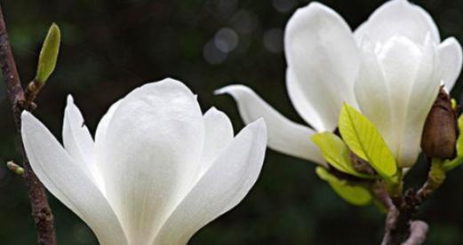 玉兰花（探索玉兰花的花语与美学）