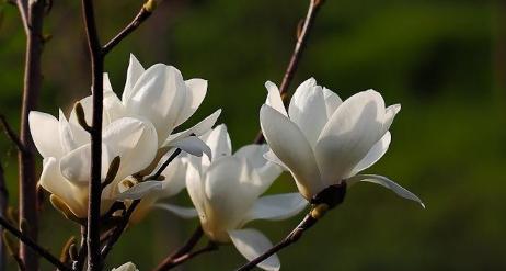 玉兰花花语解析（探索玉兰花的独特象征及其文化内涵）