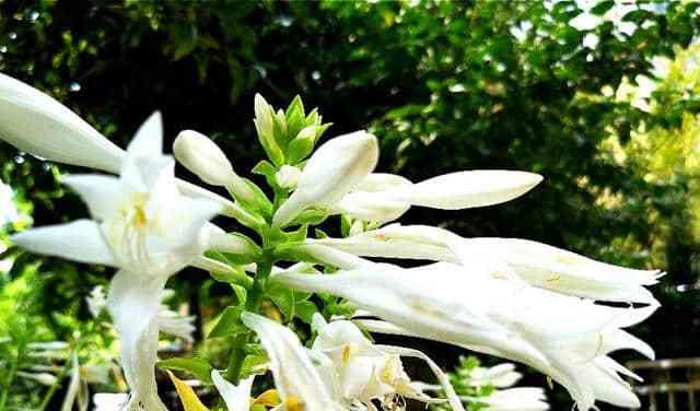 以玉簪花的花语之美——花开花落，情深意长（探索玉簪花的花语及其象征意义）