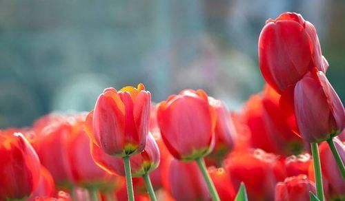 郁金香花语之花开富贵（探寻郁金香独特的花语之美）