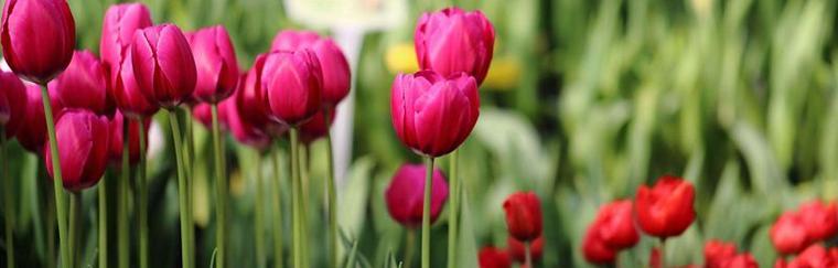 郁金香花语与寓意（揭秘郁金香的花言花语及深层寓意）