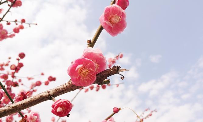 冬日梅花的象征意义与作用（探寻梅花在冬天中的美丽和寓意）