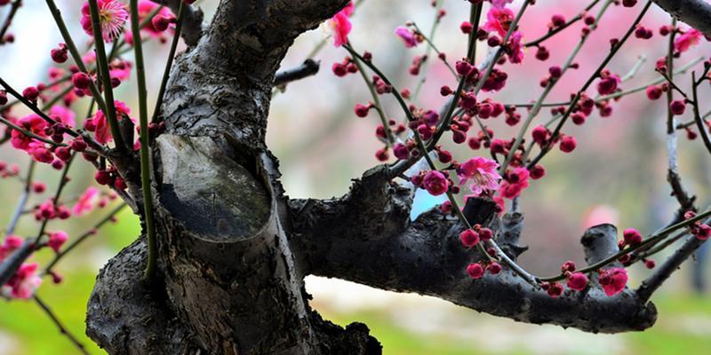 冬天梅花的独特魅力（冬日凛冽中绽放的美丽寓意）